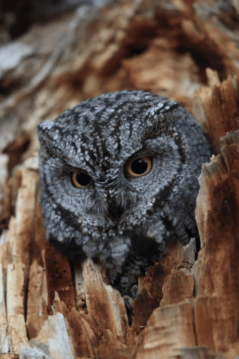 western screech owl PIN