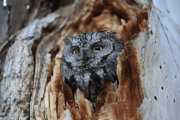 western screech owl sitting in a tree looking outside