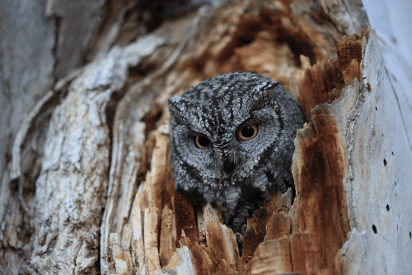 western screech owl