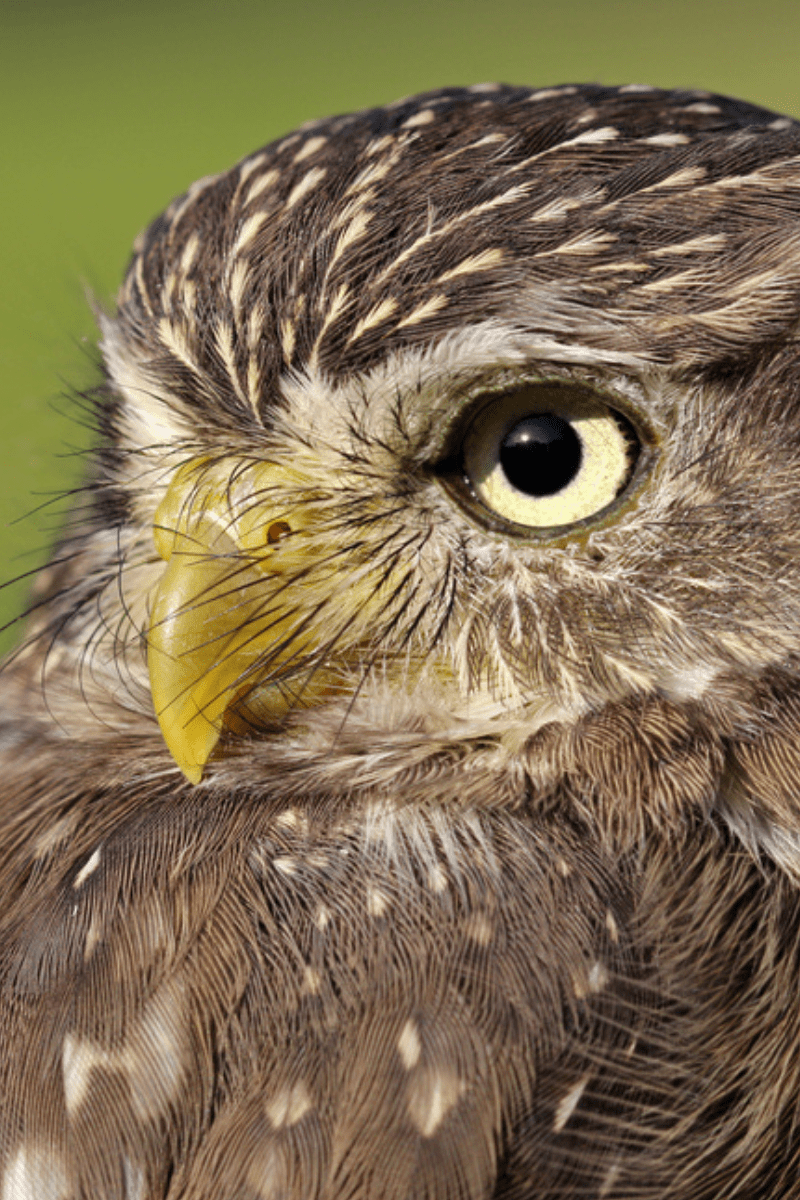 Ferruginous Pygmy Owl PIN