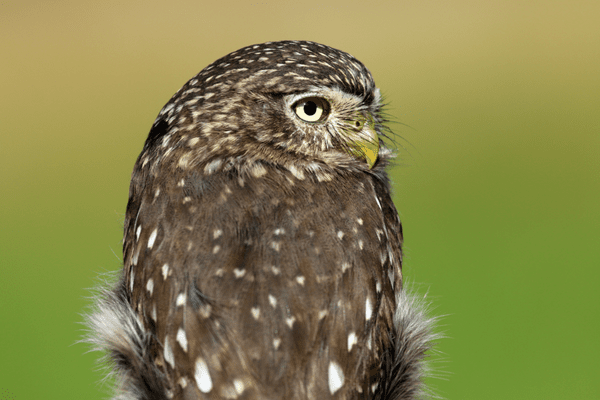 Ferruginous Pygmy Owl sitting on a pole