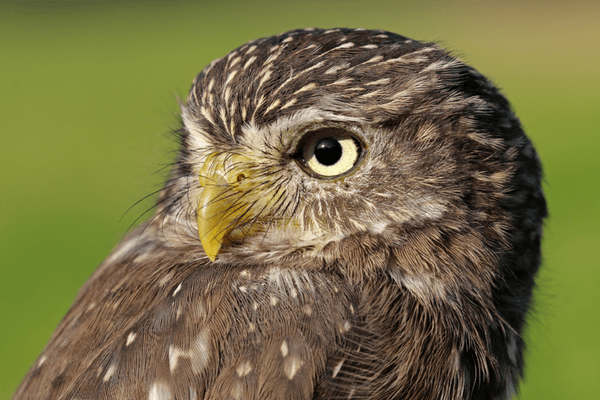 Ferruginous Pygmy Owl