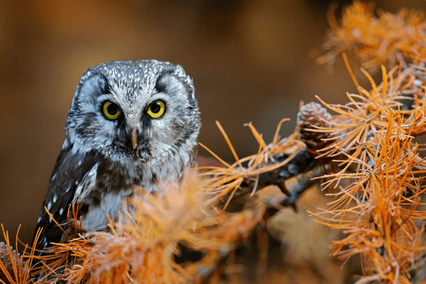 boreal owl perched on tree branch
