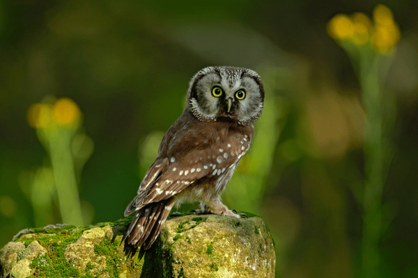 boreal owl sitting on mossy rock