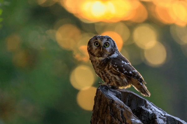 boreal owl sitting on tree trunk looking at camera