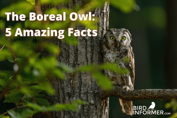 boreal owl