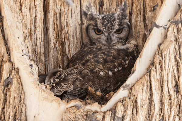 brown owl staring at camera