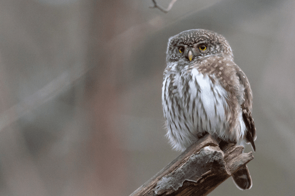 Elf owl sitting on a branch