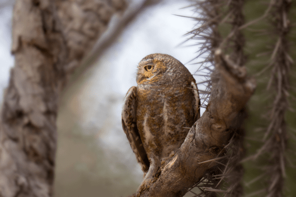 Birdwatching elf owl