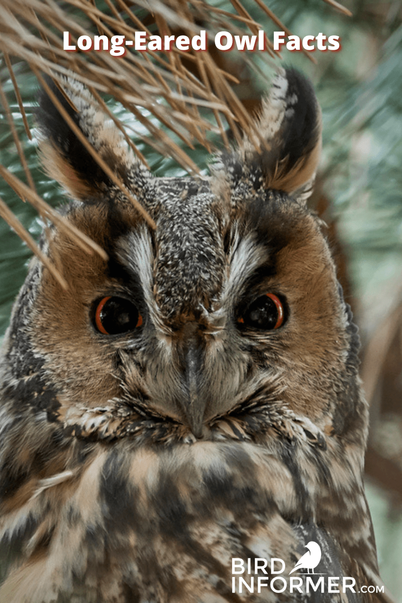 long-eared owl PIN