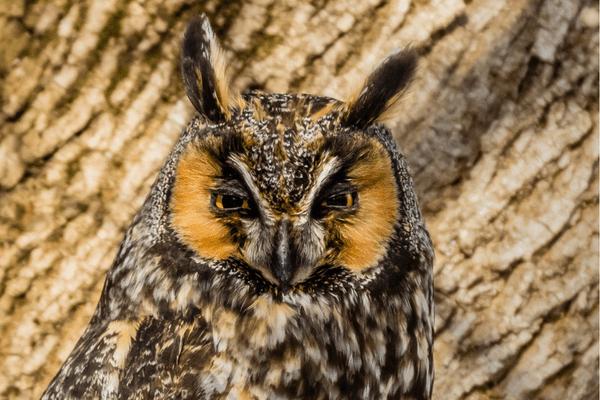 long-eared owl bird facts