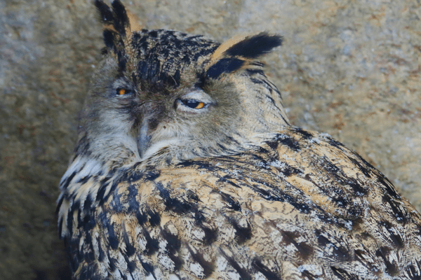 long-eared owl with eyes almost closed