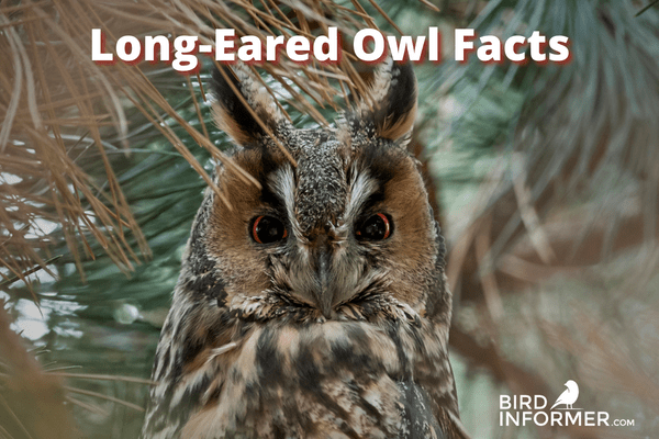 long-eared owl