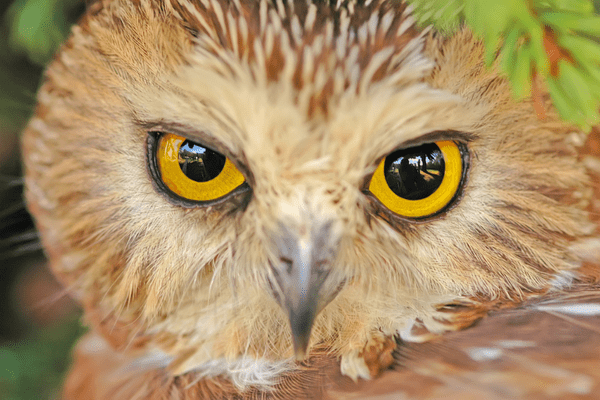 northern saw-whet owl