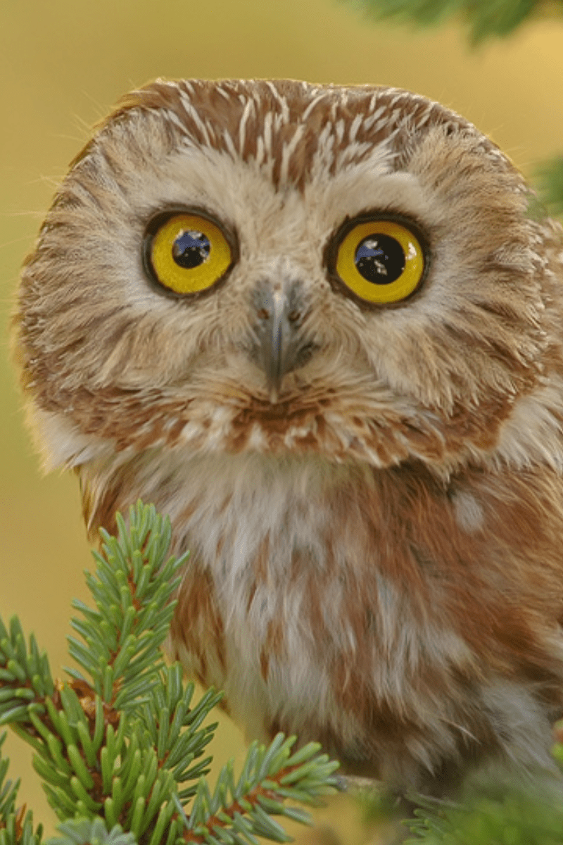 northern saw-whet owl PIN
