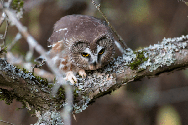 northern saw-whet owl perched on tree branch ready to fly