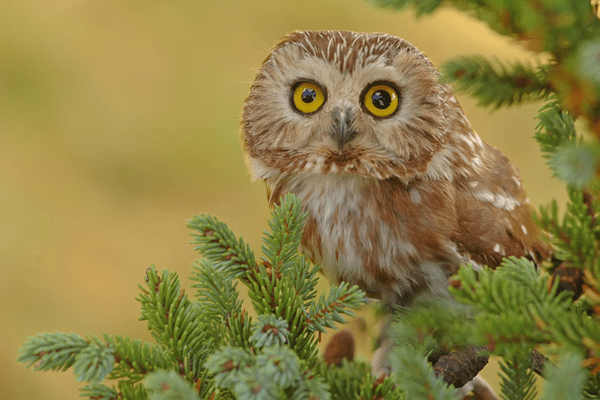 northern saw-whet owl