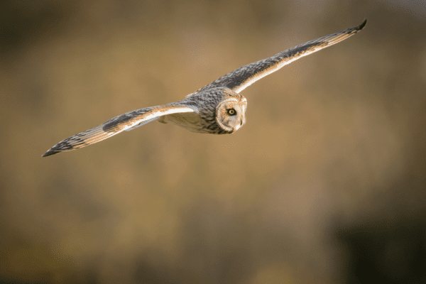 owl in flight