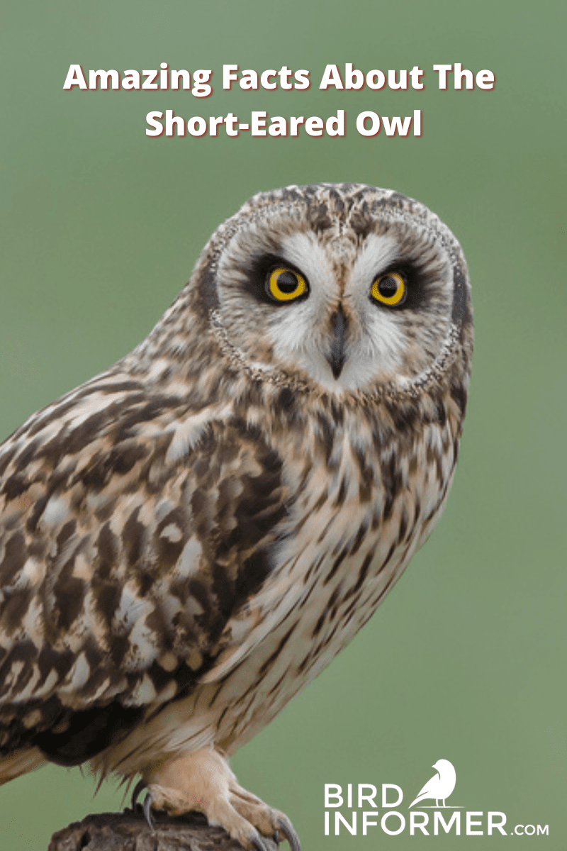 short-eared owl PIN