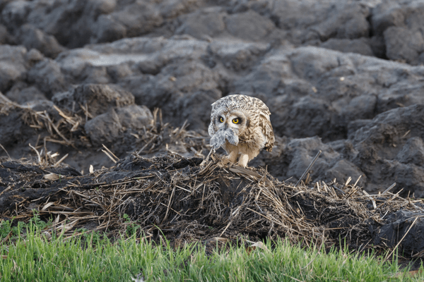 short eared owl in nest on ground