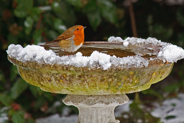 best heated bird baths