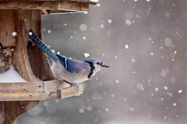 blue jay feeder