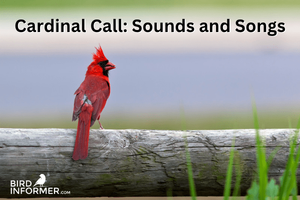 Cardinal Call: What Does A Cardinal Bird Sound Like?