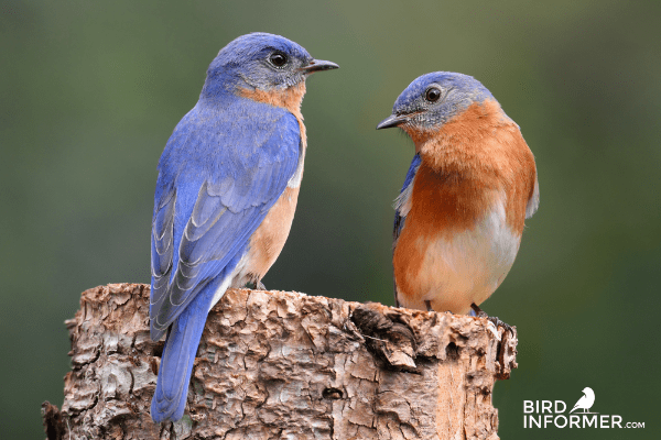 What Color Are Bluebird Eggs?