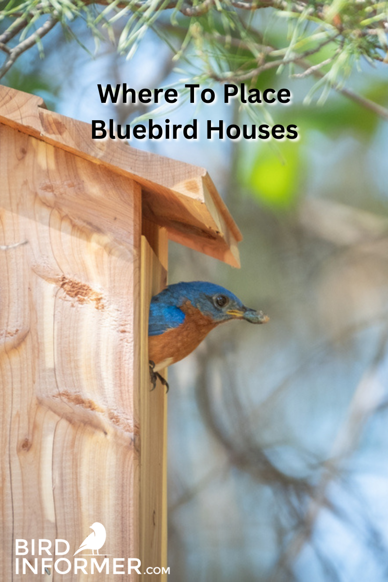 Where To Place Bluebird Houses PIN