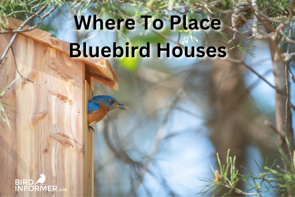 Where To Place Bluebird Houses: Picking An Attractive Spot