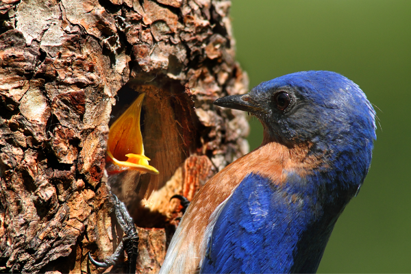 adult bluebird feeding a baby