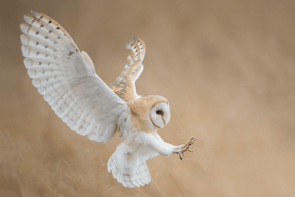 barn owl in flight before attack