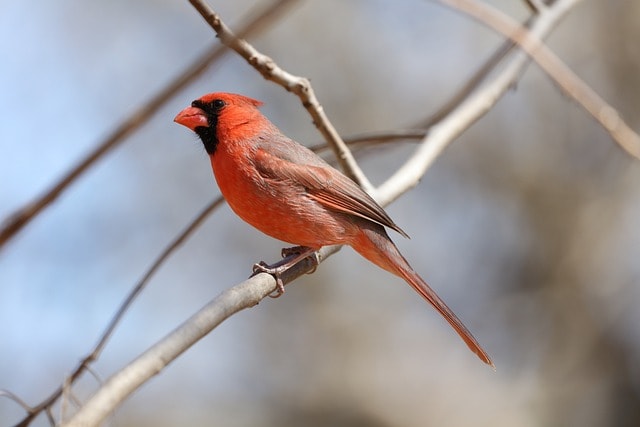 cardinal sitting on a tree branch