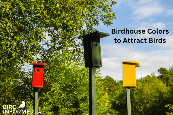 Birdhouse Colors That Attract Birds: Scientifically Tested