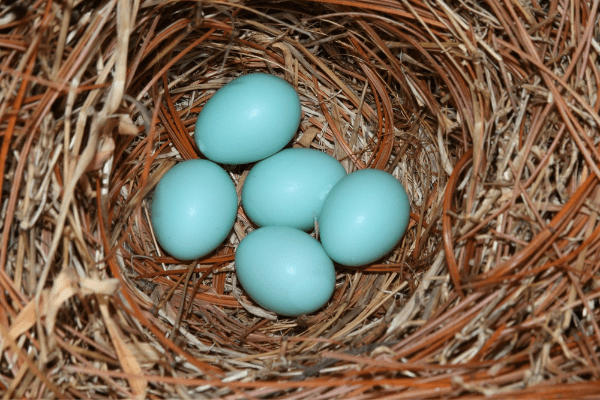 bluebird eggs in a nest
