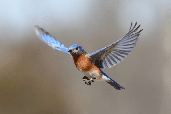 two bluebirds sitting on wooden posts looking at each other