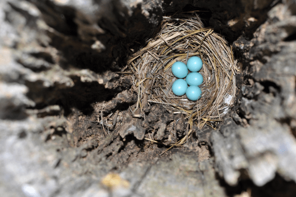 bluebird nest with eggs inside of a hollow wooden post