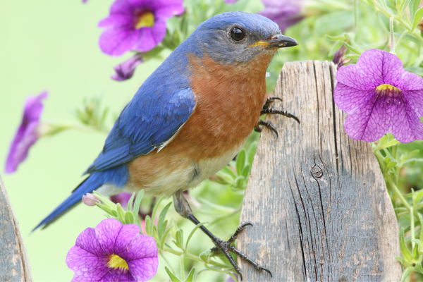 bluebird perched on wooden post surrounded by purple flowers