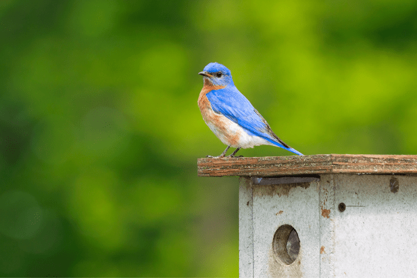 bluebird sitting on top of house