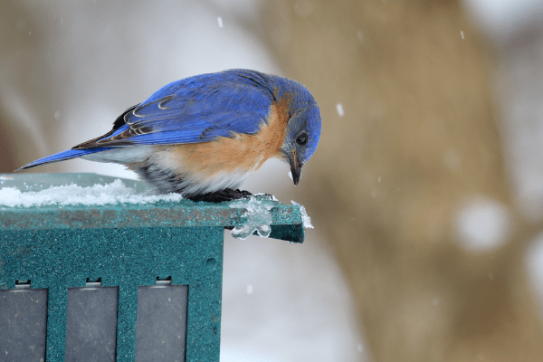 bluebird sitting with snow falling around