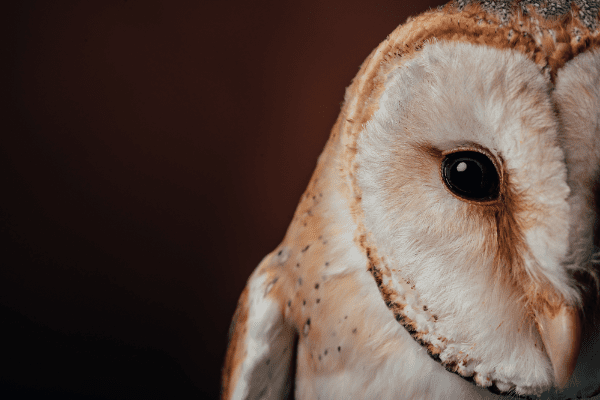 close up of a barn owl with a dark background
