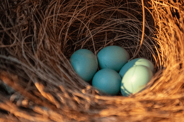 five bluebird eggs in a nest