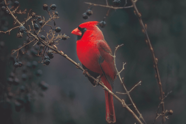 red cardinal meaning