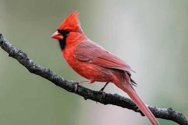 red cardinal perched on a tree branch