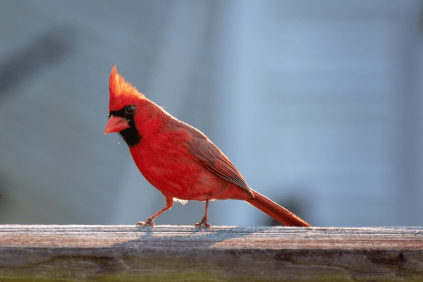 red cardinal perched on a wooden beam