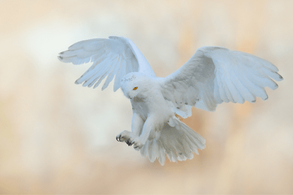 snowy owl flying with talons out