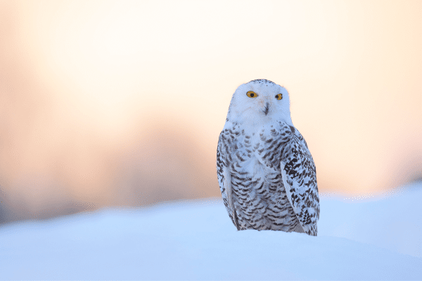 snowy owl sitting in snow