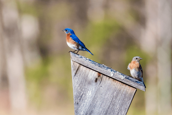 two bluebirds perched on a wooden post