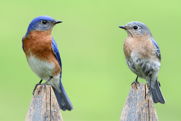 two bluebirds sitting on wooden posts looking at each other