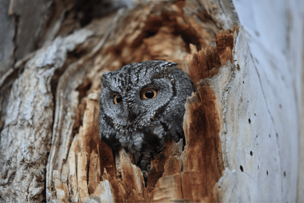 western screech owl sitting within a tree